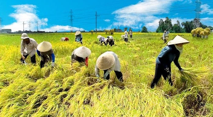 Bảo vệ vựa lúa miền Tây