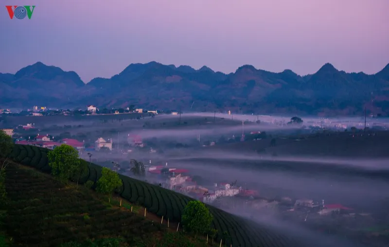 ngắm những đồi chè đẹp thơ mộng trên cao nguyên mộc châu hình 2 ngam nhung doi che dep tho mong tren cao nguyen moc chau hinh 2