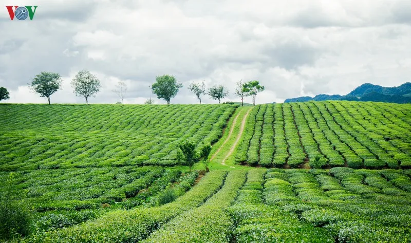 ngắm những đồi chè đẹp thơ mộng trên cao nguyên mộc châu hình 6 ngam nhung doi che dep tho mong tren cao nguyen moc chau hinh 6