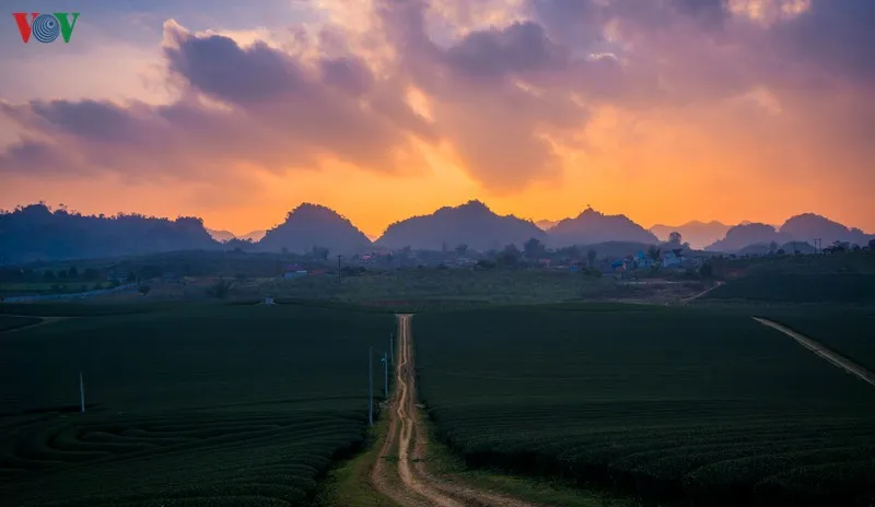 ngắm những đồi chè đẹp thơ mộng trên cao nguyên mộc châu hình 11 ngam nhung doi che dep tho mong tren cao nguyen moc chau hinh 11