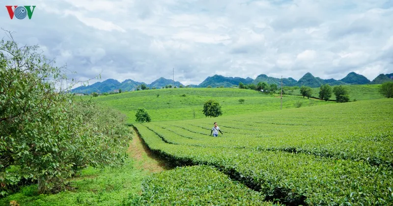 ngắm những đồi chè đẹp thơ mộng trên cao nguyên mộc châu hình 18 ngam nhung doi che dep tho mong tren cao nguyen moc chau hinh 18
