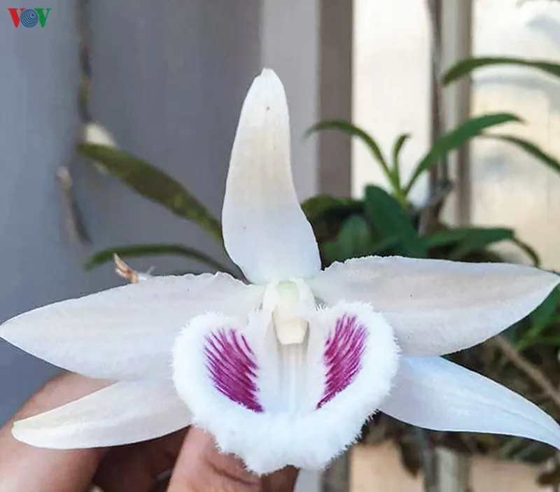 giao dịch "khủng" về lan đột biến có tin được không? hình 1 giao dich "khung" ve lan dot bien co tin duoc khong? hinh 1