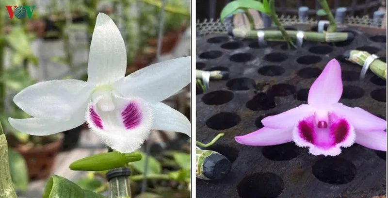 giao dịch "khủng" về lan đột biến có tin được không? hình 2 giao dich "khung" ve lan dot bien co tin duoc khong? hinh 2