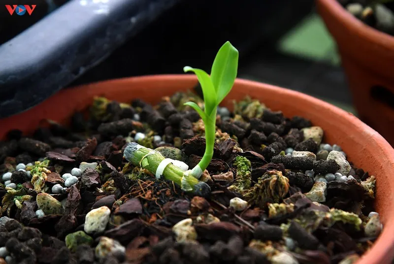 giao dịch "khủng" về lan đột biến có tin được không? hình 4 giao dich "khung" ve lan dot bien co tin duoc khong? hinh 4