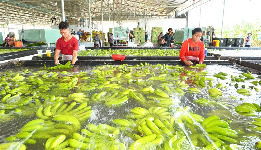 Thu hoạch chuối xuất khẩu tại Công ty TNHH một thành viên Bò sữa TPHCM, tại huyện Củ Chi Ảnh: VIỆT DŨNG