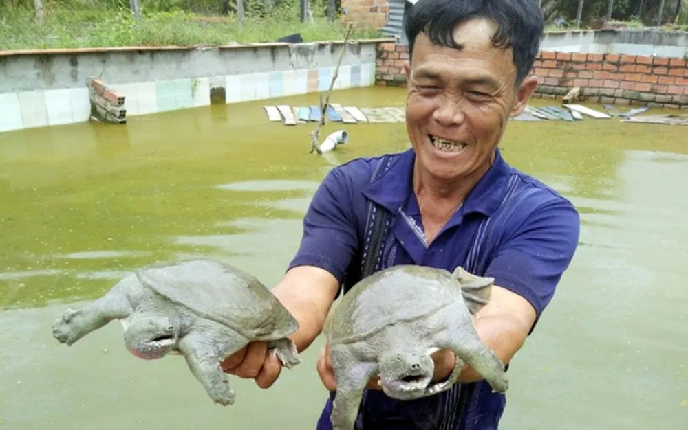 Nhiều nông dân thành tỷ phú nhờ nuôi…ruồi, ốc, ba ba, cá đặc sản ảnh 6 Gia đình nông dân tại huyện Dương Minh Châu, tỉnh Tây Ninh đã mạnh dạn đầu tư nuôi ba ba. Đến nay, gia đình đã sở hữu 10 ao nuôi ba ba với quy mô 10.000 nghìn con, mỗi đợt thu hoạch cho thu nhập không dưới 1 tỷ đồng. (Ảnh: Dân Việt)