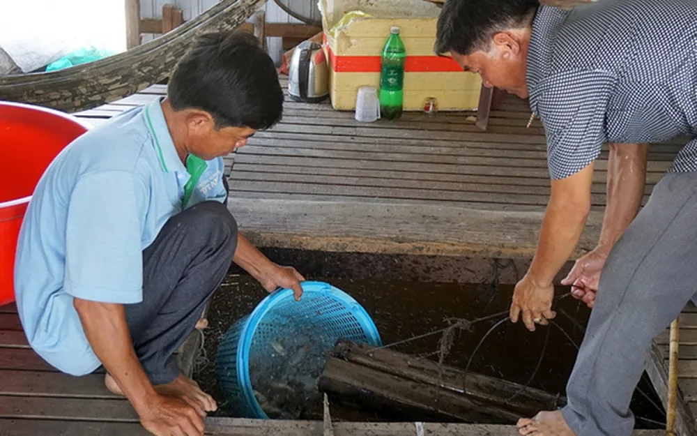 Nhiều nông dân thành tỷ phú nhờ nuôi…ruồi, ốc, ba ba, cá đặc sản ảnh 8 Việc phát triển mô hình nuôi cá heo đuôi đỏ bước đầu mang lại hiệu quả kinh tế cao cho gia đình ông Hồ Văn Nhiều ở huyện Phú Tân, tỉnh An Giang. Giá bán của loại cá này khá cao, từ 290.000 - 360.000 đồng/kg, mang lại nguồn thu nhập cao cho gia đình. (Ảnh: Dân Việt)