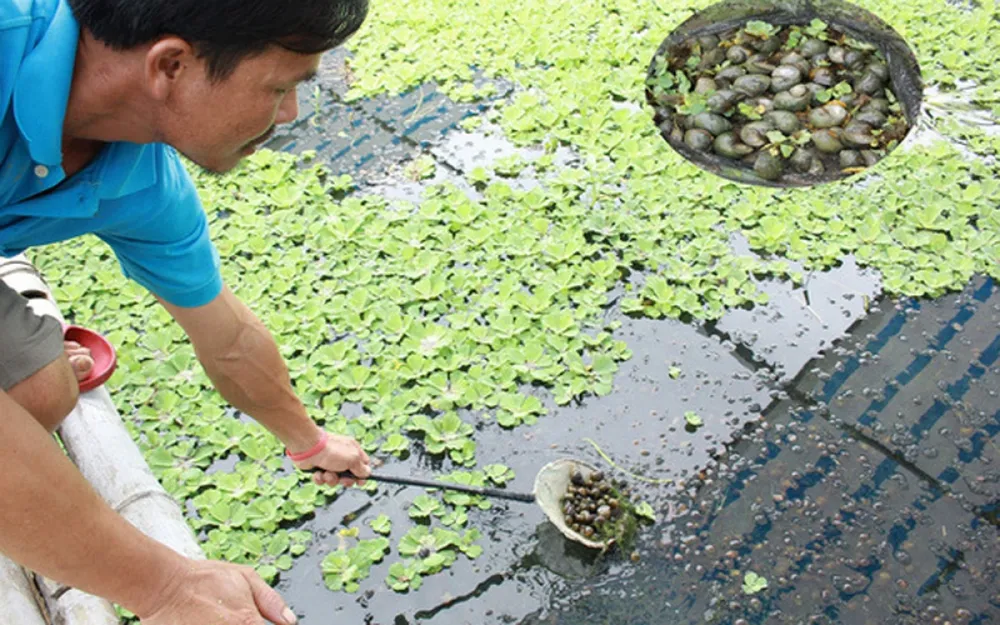 Nhiều nông dân thành tỷ phú nhờ nuôi…ruồi, ốc, ba ba, cá đặc sản ảnh 5 Hiện giá bán ốc nhồi thương phẩm loại 30- 35 con/kg khoảng 100.000 đồng/kg, trung bình mỗi năm anh thu lời 300 - 400 triệu đồng. (Ảnh: Dân Việt)