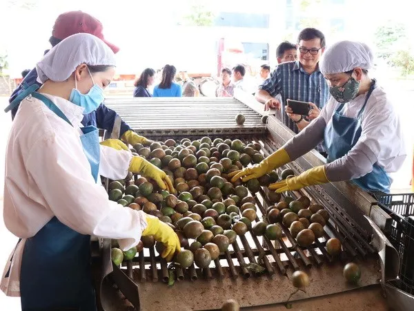 Xuất khẩu rau quả 9 tháng qua đạt gần 2,5 tỷ USD, giảm 11% hình ảnh 1 Xuat khau rau qua 9 thang qua dat gan 2,5 ty USD, giam 11% hinh anh 1