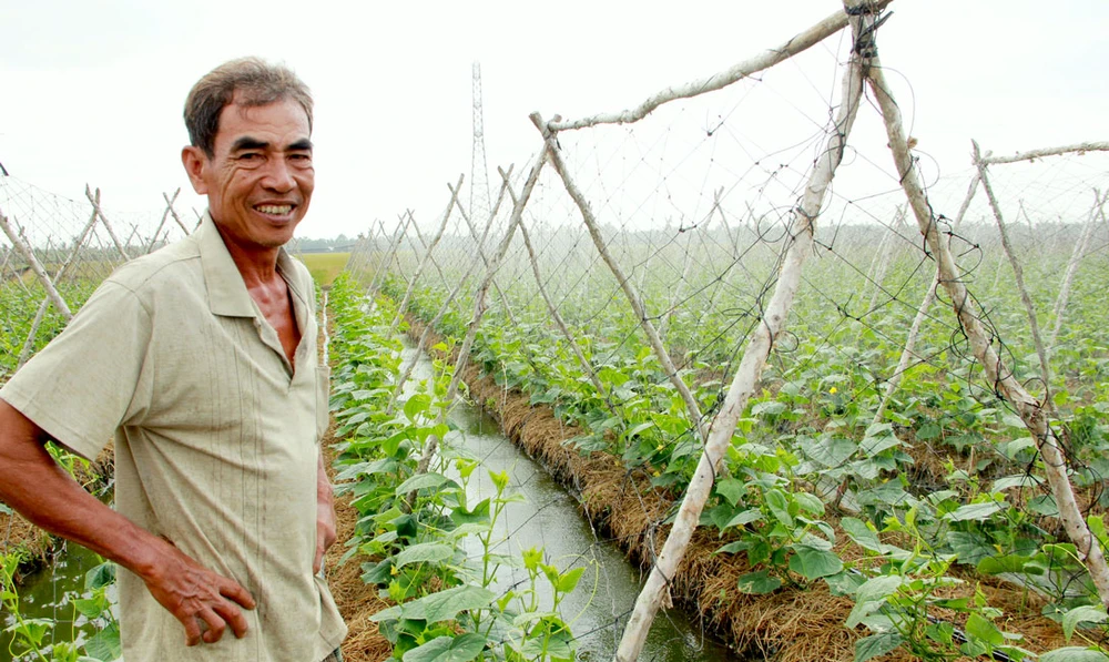 Nhờ chuyển đổi sản xuất hợp lý, nông dân huyện Long Phú, tỉnh Sóc Trăng được vụ hoa màu Ảnh: TUẤN QUANG