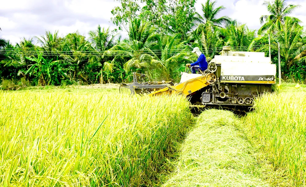 Nông dân ĐBSCL thu hoạch lúa đông xuân trong niềm vui được mùa - được giá Ảnh: CAO LONG