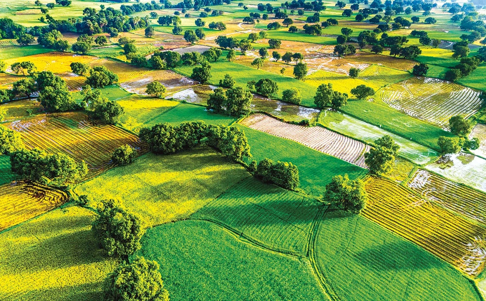 Những ô màu đa sắc của cánh đồng Tà Pạ ở An Giang.