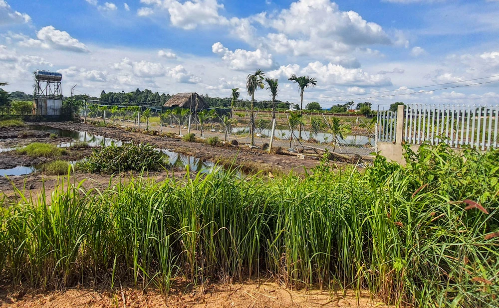 Một căn nhà tạm nhằm phục vụ sản xuất nông nghiệp ở Củ Chi. Ảnh: ĐỖ TRÀ GIANG