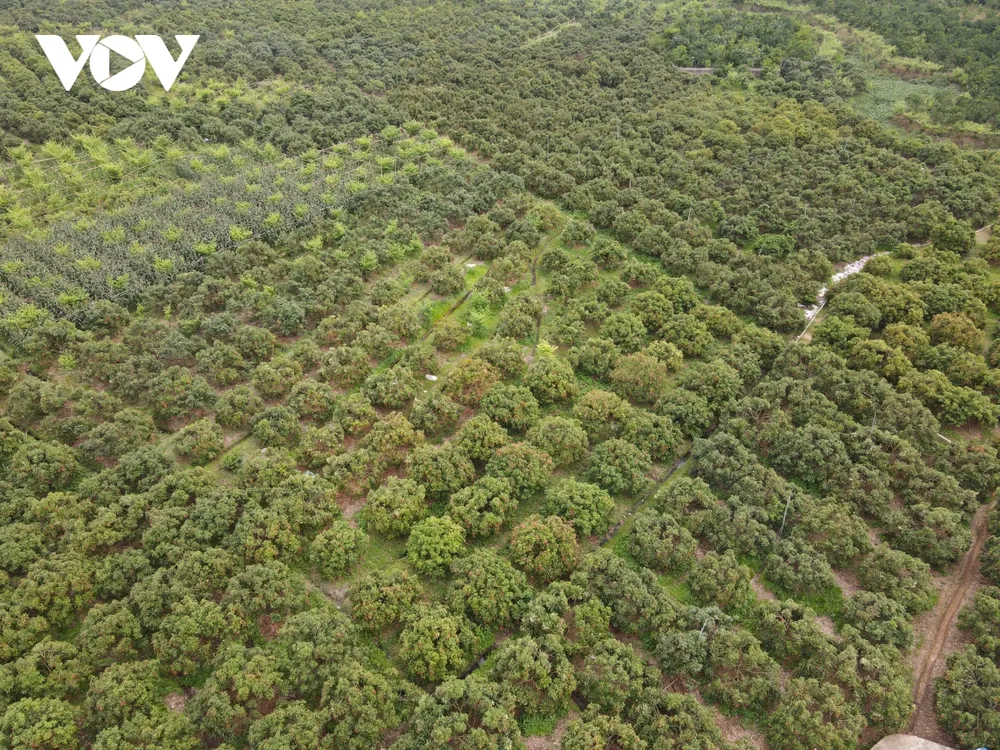 theo chân người dân lục ngạn đi hái vải từ lúc nửa đêm hình ảnh 11 theo chan nguoi dan luc ngan di hai vai tu luc nua dem hinh anh 11