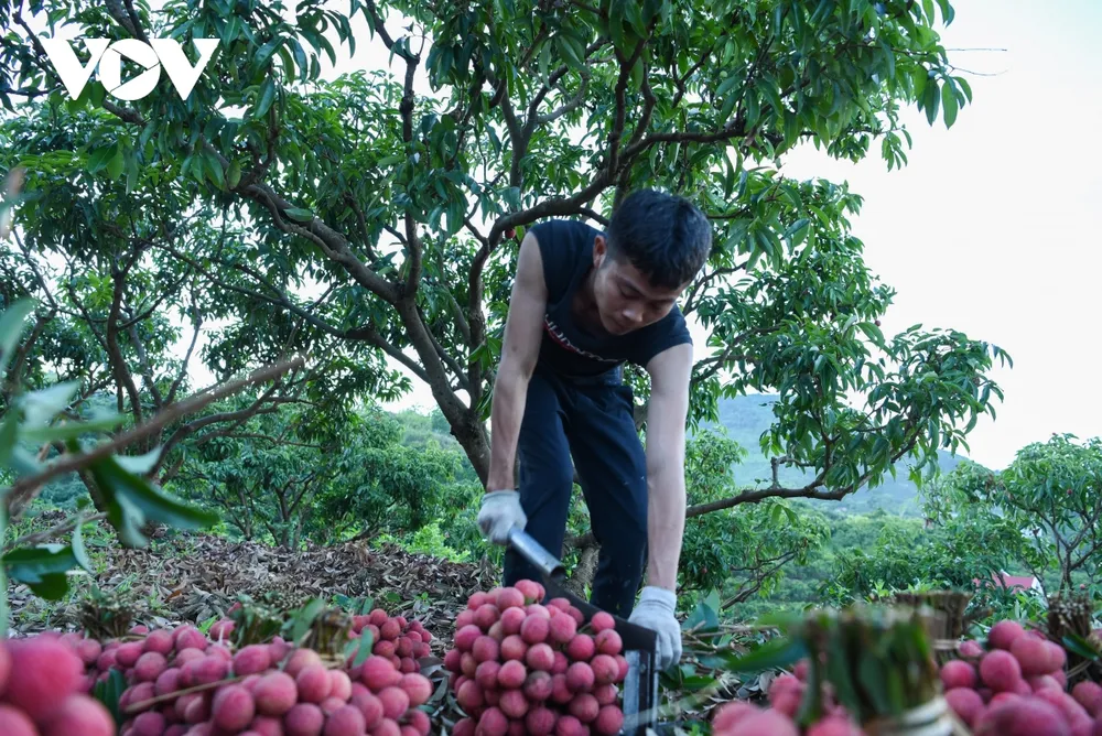 theo chân người dân lục ngạn đi hái vải từ lúc nửa đêm hình ảnh 7 theo chan nguoi dan luc ngan di hai vai tu luc nua dem hinh anh 7