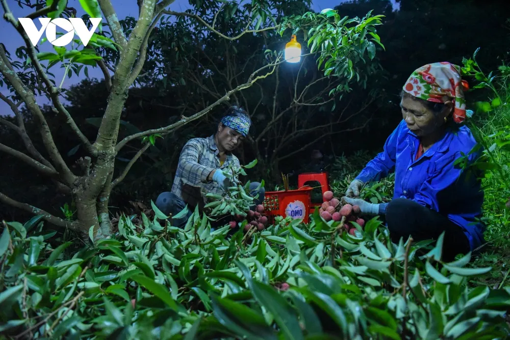 theo chân người dân lục ngạn đi hái vải từ lúc nửa đêm hình ảnh 5 theo chan nguoi dan luc ngan di hai vai tu luc nua dem hinh anh 5