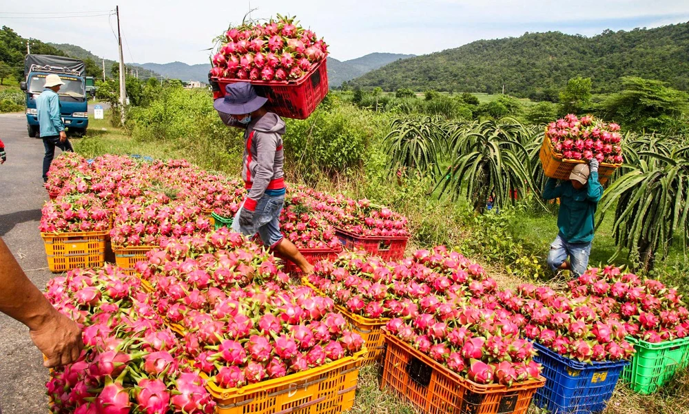 Thanh long xuất khẩu vào EU hiện nay phải qua rất nhiều khâu kiểm tra với tỷ lệ kiểm tra rất lớn và buộc DN xuất khẩu phải tuân thủ luật chơi tiêu chuẩn cao.