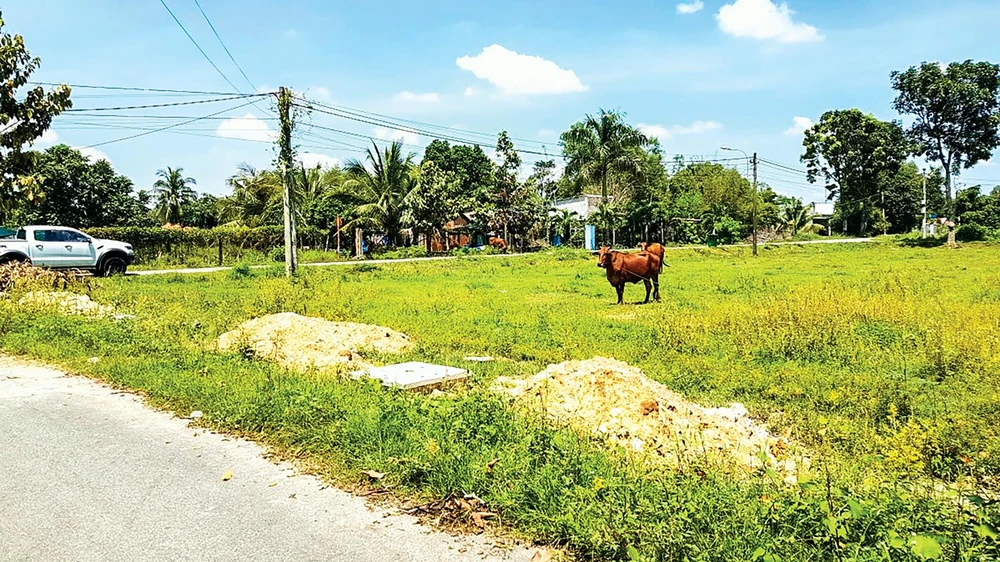 Vùng “đất sốt” Củ Chi trước đây nay đã trở lại nhịp sống thường ngày.