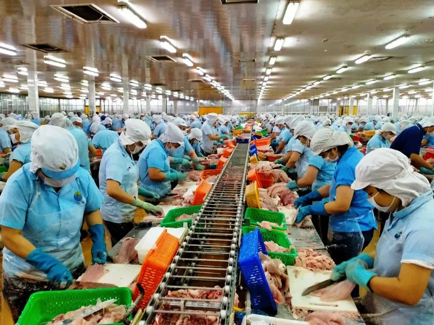 Chế biến cá tra xuất khẩu - thế mạnh của An Giang. Chế biến cá tra xuất khẩu - thế mạnh của An Giang.