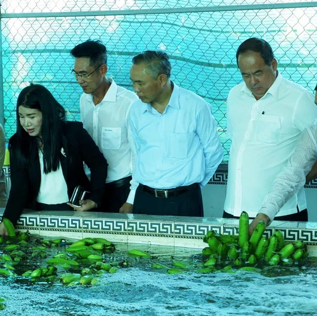 Lãnh đạo tỉnh An Giang và Bộ NN-PTNT thăm vùng trồng chuối xuất khẩu của tỉnh. Lãnh đạo tỉnh An Giang và Bộ NN-PTNT thăm vùng trồng chuối xuất khẩu của tỉnh.