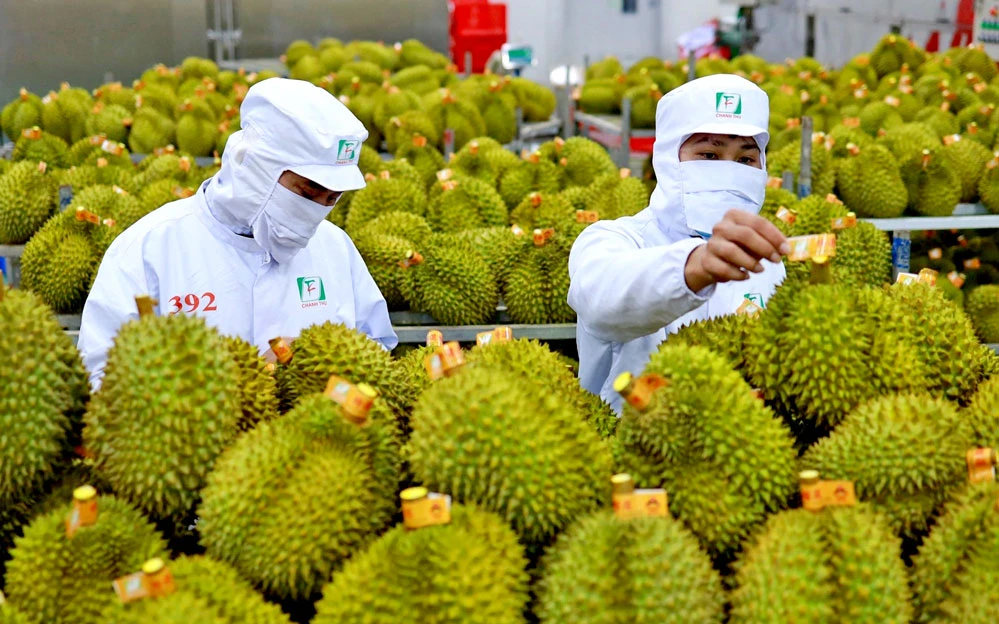 Sầu riêng là mặt hàng có đóng góp chính vào kỷ lục xuất khẩu ngành rau quả.