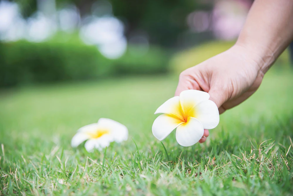 Hoa sứ Bảo tàng điêu khắc Chăm