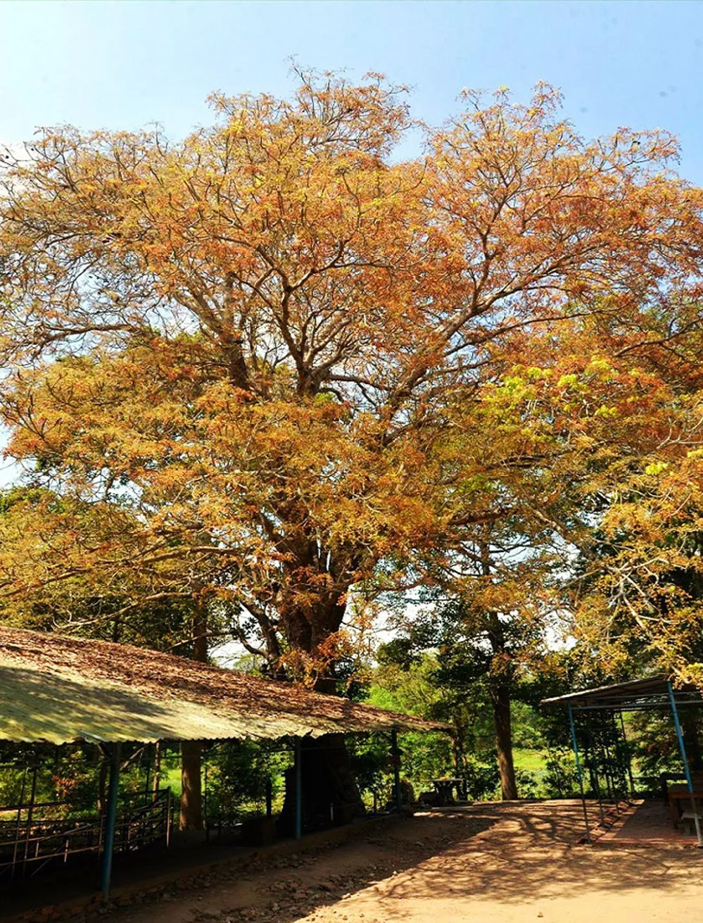 Cây trôm di sản. Cay-trom-Go-Thap1.jpg