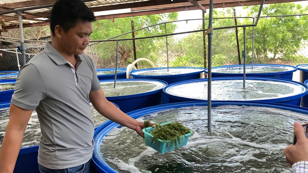 Các hộ dân còn được hỗ trợ kỹ thuật mô hình nuôi ghép hải sâm với rong biển. Ảnh : XUÂN HẠNH z6579548460007_a3f659f0e90b763e238369e6e50cafc7.jpg