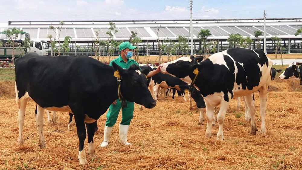 Bò sữa đi dạo trong khu sân chơi được trải đệm rơm tại Trang trại Vinamilk Quảng Ngãi