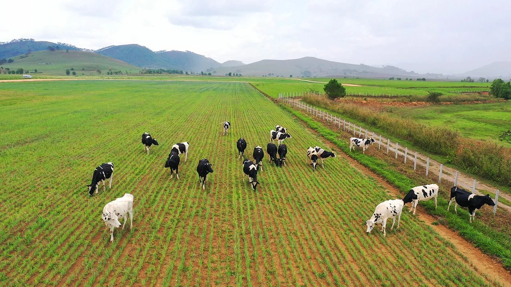 Vinamilk lọt vào Top 5 cổ phiếu đáng quan tâm của Đông Nam Á ảnh 2 Vinamilk lọt vào Top 5 cổ phiếu đáng quan tâm của Đông Nam Á ảnh 2