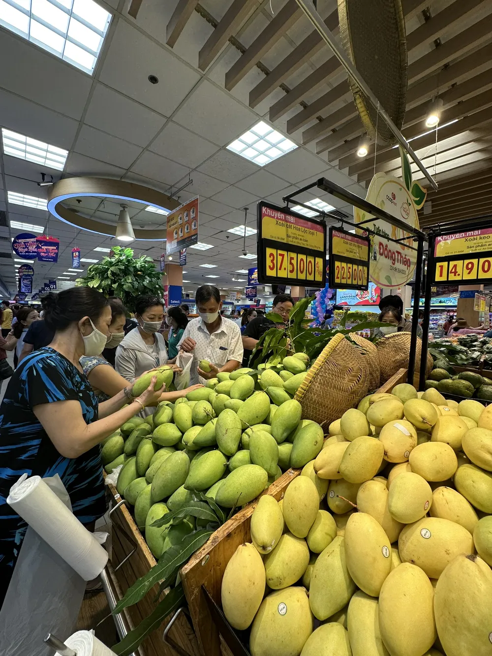 Sức tiêu thụ xoài của tỉnh Đồng Tháp tại hệ thống Co.opmart tăng mạnh Sức tiêu thụ xoài của tỉnh Đồng Tháp tại hệ thống Co.opmart tăng mạnh