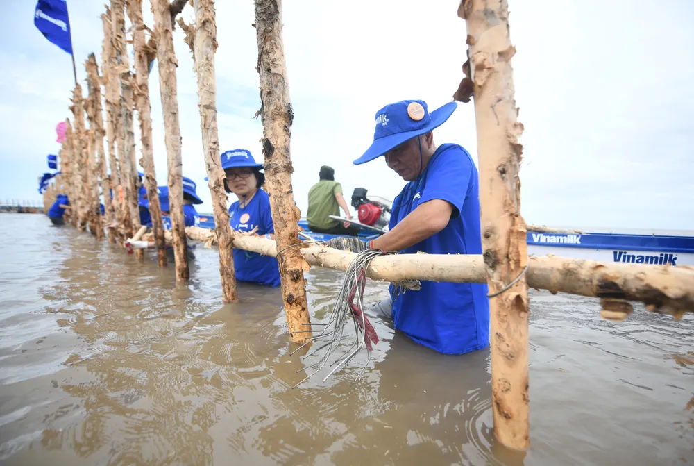 Các nhân viên Vinamilk tham gia làm gần 1.000m hàng rào đầu tiên trong gần 2.400m hàng rào để khoanh nuôi tái sinh rừng ngập mặn tại Vườn Quốc gia Mũi Cà Mau Các nhân viên Vinamilk tham gia làm gần 1.000m hàng rào đầu tiên trong gần 2.400m hàng rào để khoanh nuôi tái sinh rừng ngập mặn tại Vườn Quốc gia Mũi Cà Mau