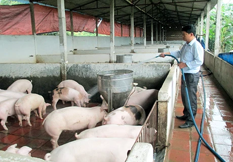 Ngân hàng bảo đảm nguồn vốn lâu dài người chăn nuôi lợn