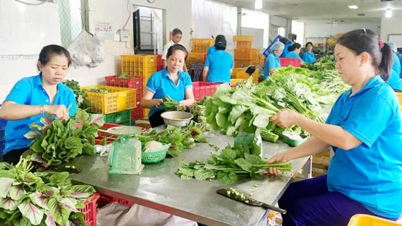 Thành viên HTX Phước An sơ chế rau