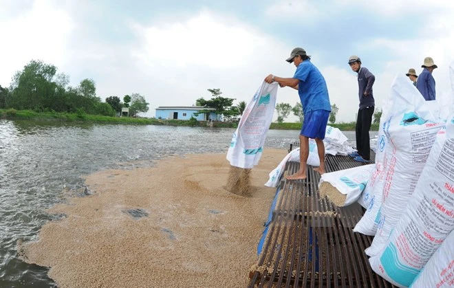 4 điều kiện về nuôi, chế biến và xuất khẩu cá tra