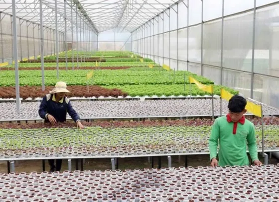 Tạo điều kiện để HTX tiếp cận nguồn vốn vay ưu đãi