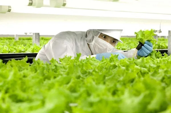 Nhiều doanh nghiệp đang gặp khó khăn với thủ tục thế chấp tài sản trên đất nông nghiệp.