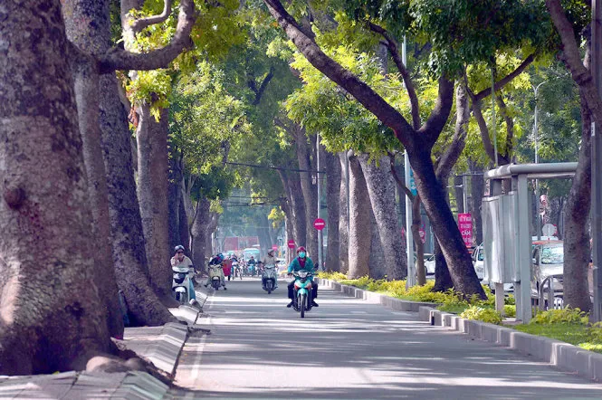Cây xanh trên đường Tôn Đức Thắng