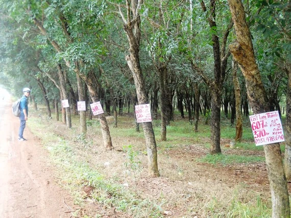 Đất cao su xung quanh dự án đang được rao bán ồ ạt Ảnh: XUÂN TRUNG