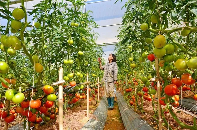 Cấp bách tổ chức lại sản xuất nông nghiệp