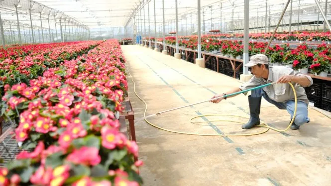 Đa số các doanh nghiệp đầu tư nông nghiệp công nghệ cao đều gặp khó khi tiếp cận quỹ đất - Ảnh: M.VINH