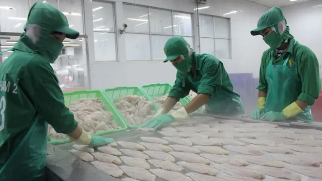 Chính sách phân biệt của Mỹ có thể tạo ra thách thức đối với cá tra Việt Nam
