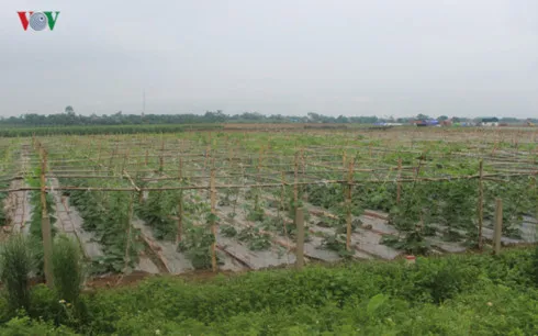 Quá trình tích tụ ruộng đất nông nghiệp vẫn gặp nhiều khó khăn