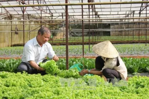 Thu hoạch rau tại hợp tác xã Xuân Hương (Đà Lạt). (Ảnh: Phạm Kha/TTXVN)