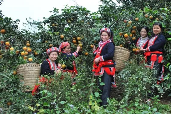 Đời sống của người dân Hà Giang ngày càng được cải thiện. Trong ảnh: Cam Sành Hà Giang