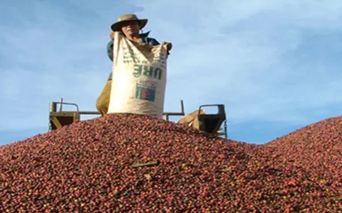Ngành cà phê Việt và “cuộc chơi” của giới thương lái