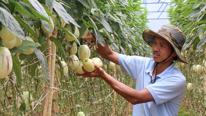 27.000 nông hộ có doanh thu từ 1 tỉ đồng/năm trở lên