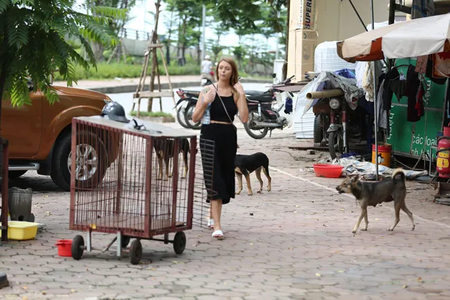 Từ 15-9, xử phạt tình trạng chó thả rông