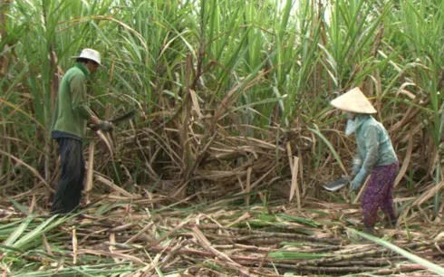 Ngành mía đường Việt Nam đang đối mặt sức ép cạnh tranh lớn từ thị trường thế giới