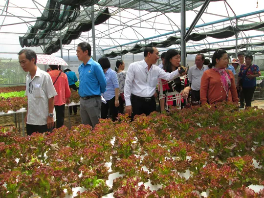 Khách thăm một vườn rau thủy canh đạt chuẩn GlobalGAP tại huyện Củ Chi (TP HCM) Ảnh: Ngọc Ánh